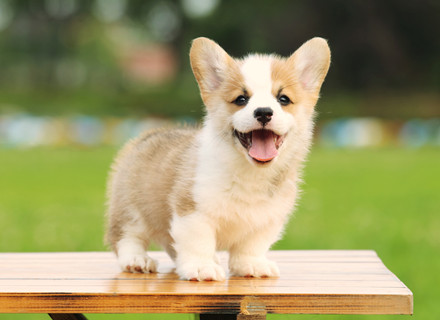 爱游戏网页版在线登录:广西防止返贫APP